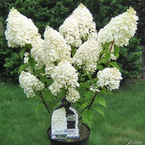 Hortenzia metlinatá Silver Dollar, výška 30/+ cm, v črepníku 3l Hydrangea paniculata Silver dollar