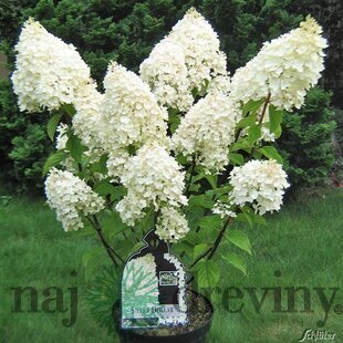 Hortenzia metlinatá Silver Dollar, výška 30/+ cm, v črepníku 3l Hydrangea paniculata Silver dollar