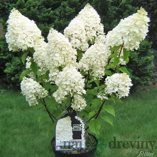 Hortenzia metlinatá Silver Dollar, výška 30/+ cm, v črepníku 3l Hydrangea paniculata Silver dollar