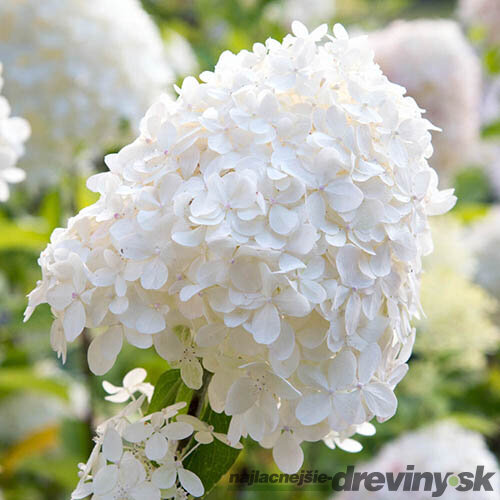 Hortenzia metlinatá Silver Dollar, výška 40/+ cm, v črepníku 5l Hydrangea paniculata Silver Dollar