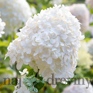 Hortenzia metlinatá Silver Dollar, výška 40/+ cm, v črepníku 5l Hydrangea paniculata Silver Dollar