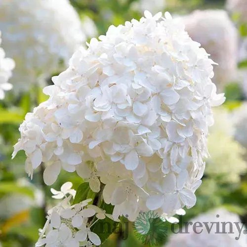Hortenzia metlinatá Silver Dollar, výška 40/+ cm, v črepníku 5l Hydrangea paniculata Silver Dollar