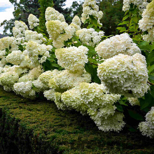 Hortenzia metlinatá Skyfall ‘Frenne‘ 15/20 cm, v črepníku P9 Hydrangea paniculata SKYFALL ‘Frenne‘ PBR
