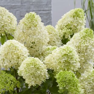 Hortenzia metlinatá Skyfall ‘Frenne‘ PBR, výška 25/+ cm, v črepníku 5l Hydrangea paniculata Skyfall