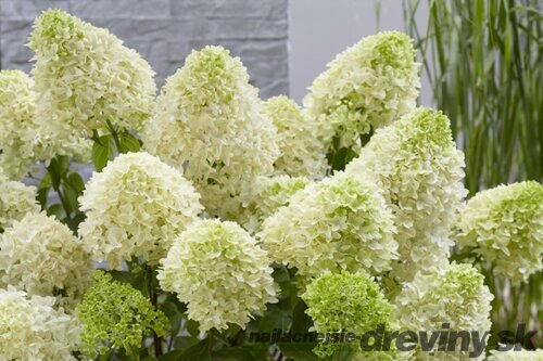 Hortenzia metlinatá Skyfall ‘Frenne‘ PBR, výška 35/+ cm, v črepníku 5l Hydrangea paniculata Skyfall