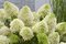 Hortenzia metlinatá Skyfall ‘Frenne‘ PBR, výška 35/+ cm, v črepníku 5l Hydrangea paniculata Skyfall