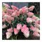 Hortenzia metlinatá SUNDAE FRAISE ‘Rensun‘ PBR,15/20 cm v črepníku P9 Hydrangea paniculata SUNDAE FRAISE ‘Rensun‘ PBR