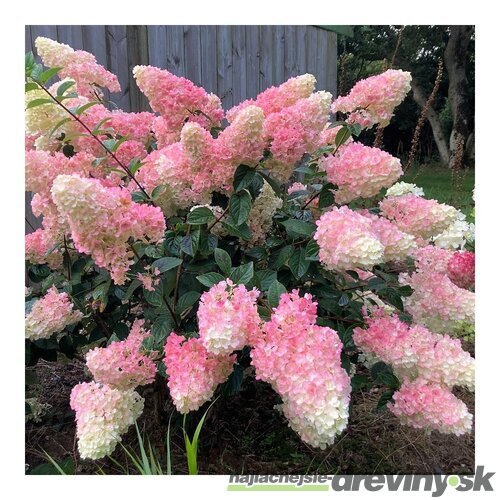 Hortenzia metlinatá SUNDAE FRAISE ‘Rensun‘ PBR,15/20 cm v črepníku P9 Hydrangea paniculata SUNDAE FRAISE ‘Rensun‘ PBR