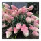 Hortenzia metlinatá SUNDAE FRAISE ‘Rensun‘ PBR,30/40 cm v črepníku Hydrangea paniculata SUNDAE FRAISE ‘Rensun‘ PBR