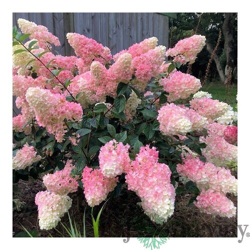 Hortenzia metlinatá SUNDAE FRAISE ‘Rensun‘ PBR,30/40 cm v črepníku P9 Hydrangea paniculata SUNDAE FRAISE ‘Rensun‘ PBR