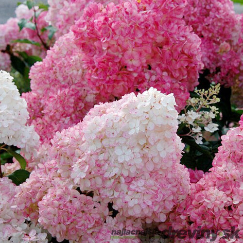 Hortenzia metlinatá SUNDAE FRAISE ‘Rensun‘ PBR, výška 50/+ cm, v črepníku 5l Hydrangea paniculata SUNDAE FRAISE Rensun