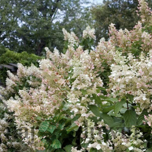 Hortenzia metlinatá Tardiva 20/40 cm, v črepníku Hydrangea paniculata Tardiva