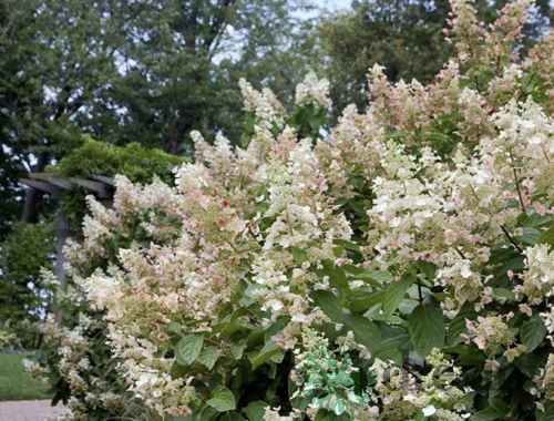 Hortenzia metlinatá Tardiva 20/40 cm, v črepníku Hydrangea paniculata Tardiva