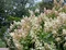Hortenzia metlinatá Tardiva 20/40 cm, v črepníku Hydrangea paniculata Tardiva