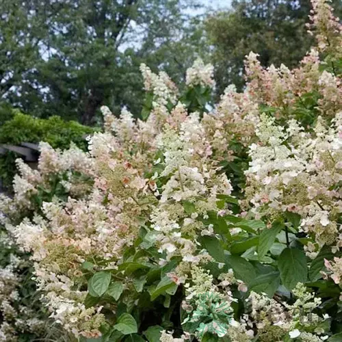 Hortenzia metlinatá Tardiva 20/40 cm, v črepníku Hydrangea paniculata Tardiva