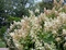 Hortenzia metlinatá Tardiva 20/40 cm, v črepníku Hydrangea paniculata Tardiva
