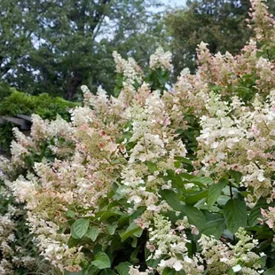 Hortenzia metlinatá Tardiva 20/40 cm, v črepníku Hydrangea paniculata Tardiva
