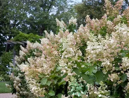 Hortenzia metlinatá Tardiva 20/40 cm, v črepníku Hydrangea paniculata Tardiva