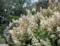 Hortenzia metlinatá Tardiva 20/40 cm, v črepníku Hydrangea paniculata Tardiva