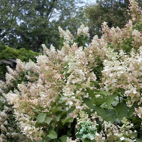 Hortenzia metlinatá Tardiva 20/40 cm, v črepníku Hydrangea paniculata Tardiva
