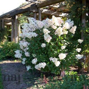 Hortenzia metlinatá Unique 20/40 cm, v črepníku Hydrangea paniculata Unique