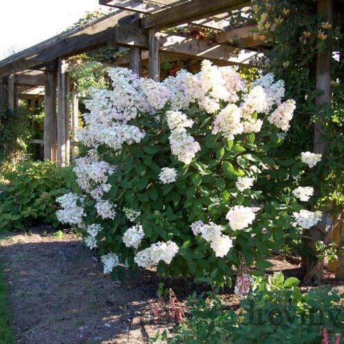 Hortenzia metlinatá Unique 20/40 cm, v črepníku Hydrangea paniculata Unique
