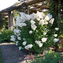 Hortenzia metlinatá Unique 20/40 cm, v črepníku Hydrangea paniculata Unique