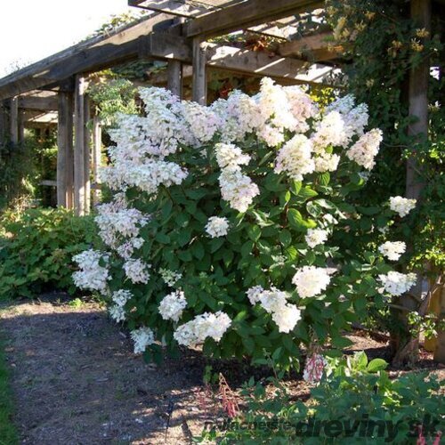 Hortenzia metlinatá Unique 20/40 cm, v črepníku Hydrangea paniculata Unique
