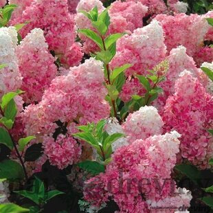 Hortenzia metlinatá VANILLE-FRAISE 30/50 cm, v črepníku Hydrangea paniculata VANILLE-FRAISE PBR