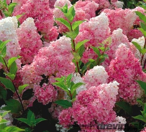 Hortenzia metlinatá VANILLE-FRAISE 30/50 cm, v črepníku Hydrangea paniculata VANILLE-FRAISE PBR