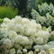 Hortenzia metlinatá White Light výška 40/60 cm , v črepníku 3l Hydrangea paniculata