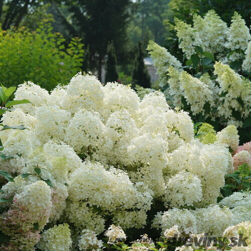Hortenzia metlinatá White Light výška 40/60 cm , v črepníku 3l Hydrangea paniculata