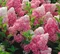 Hortenzia metlinatá Wim‘s Red na kmienku 60 cm, v črepníku Hydrangea paniculata Vanille Fraise
