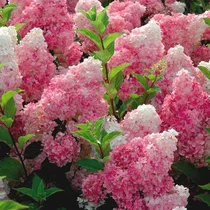 Hortenzia metlinatá Wim‘s Red na kmienku 60 cm, v črepníku Hydrangea paniculata Vanille Fraise