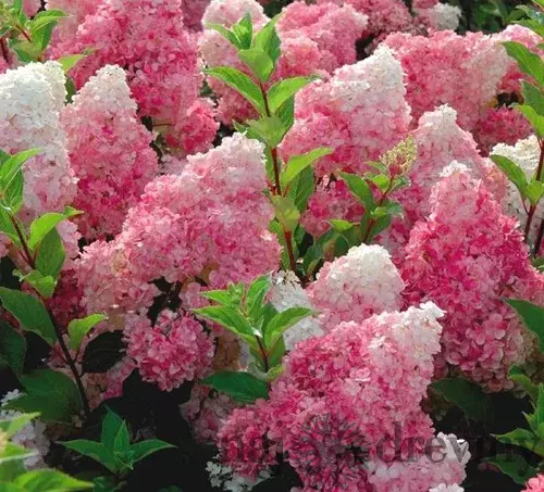 Hortenzia metlinatá Wim‘s Red na kmienku 60 cm, v črepníku Hydrangea paniculata Vanille Fraise
