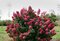 Hortenzia metlinatá Wims Red PBR 15/20 cm , v črepníku P9 Hydrangea paniculata Wims Red