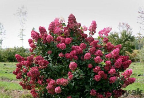 Hortenzia metlinatá Wims Red PBR 15/20 cm , v črepníku P9 Hydrangea paniculata Wims Red