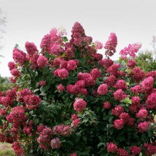 Hortenzia metlinatá Wims Red PBR 30/40 cm , v črepníku P9 Hydrangea paniculata Wims Red