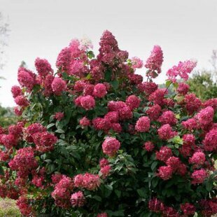 Hortenzia metlinatá Wims Red PBR 30/40 cm , v črepníku P9 Hydrangea paniculata Wims Red