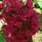 Hortenzia metlinatá Wims Red PBR, výška 50/+ cm, v črepníku 5l Hydrangea paniculata Wims Red