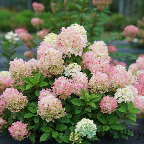 Hortenzia metlinatá XS Light  výška 40/50 cm , v črepníku 3l Hydrangea paniculata