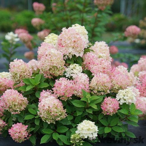 Hortenzia metlinatá XS Light  výška 40/50 cm , v črepníku 3l Hydrangea paniculata
