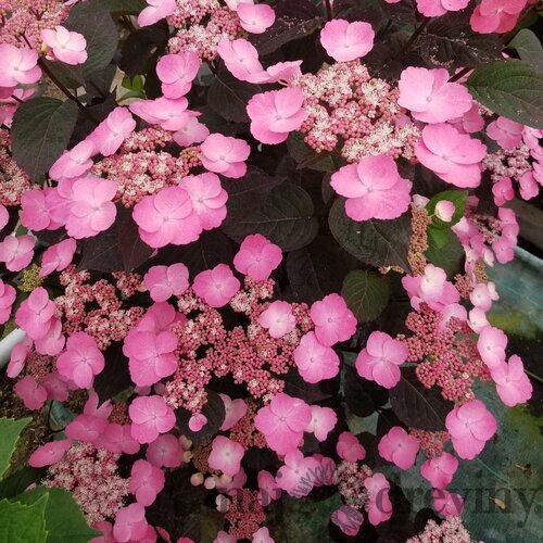 Hortenzia pílovitá DAREDEVIL  výška 30/50   cm , v črepníku 3l  Hydrangea serrata