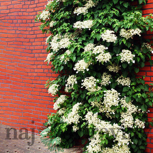 Hortenzia popínavá - biela, výška 40/60 cm, v črepníku Hydrangea petiolaris
