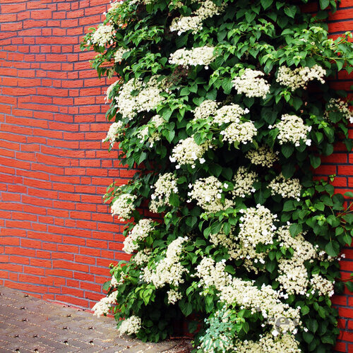 Hortenzia popínavá - biela, výška 40/60 cm, v črepníku Hydrangea petiolaris