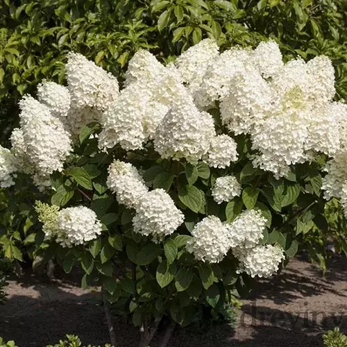 Hortenzia Silver Dollar, na kmienku 60 cm, v črepníku Hydrangea ‘Silver Dollar‘