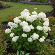 Hortenzia stromčeková Annabelle, výška 40/+ cm, v črepníku 5l Hydrangea arborescens Annabelle