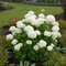 Hortenzia stromčeková Annabelle, výška 40/+ cm, v črepníku 5l Hydrangea arborescens Annabelle
