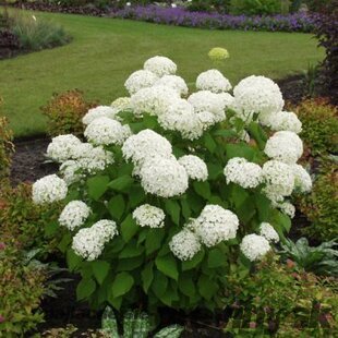 Hortenzia stromčeková Annabelle, výška 40/+ cm, v črepníku 5l Hydrangea arborescens Annabelle