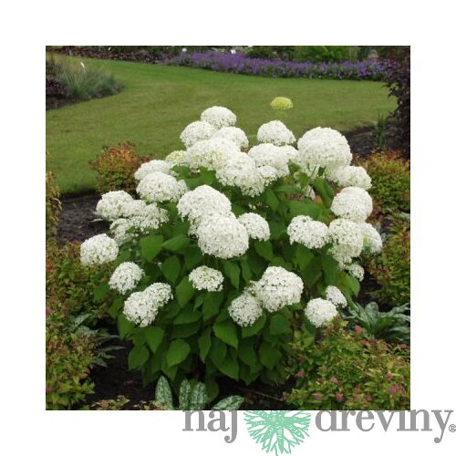 Hortenzia stromčeková Annabelle, výška 40/+ cm, v črepníku 5l Hydrangea arborescens Annabelle